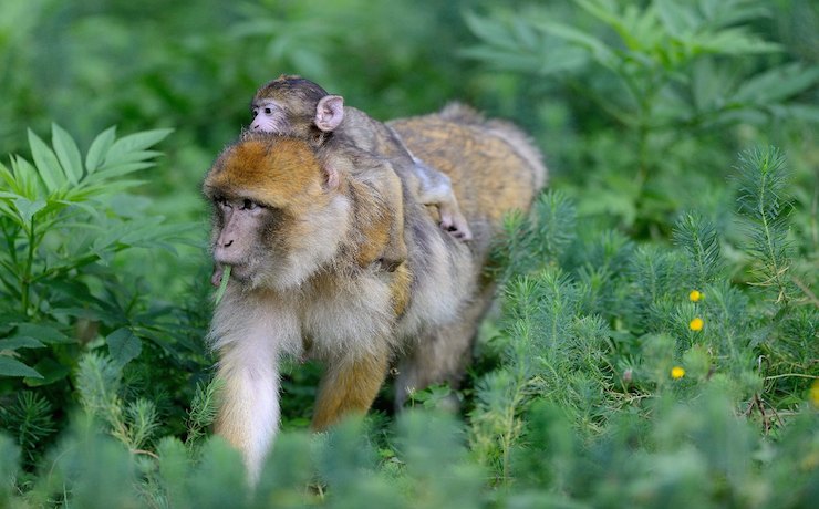 la-montagne-des-singes